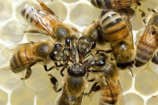 打死蜜蜂真的会招来其它蜜蜂的报复吗？