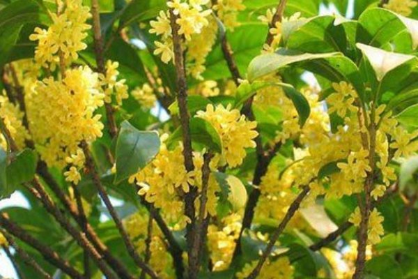 应是绿肥红瘦的红瘦指的是什么花