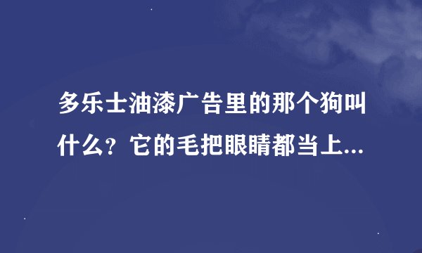 多乐士油漆广告里的那个狗叫什么？它的毛把眼睛都当上了还看得见吗？