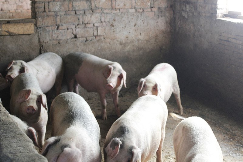 卖一头猪亏七八百元，你认为养猪的人该怎么办？