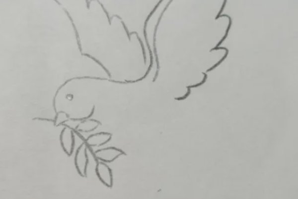 和平鸽怎么画简笔画