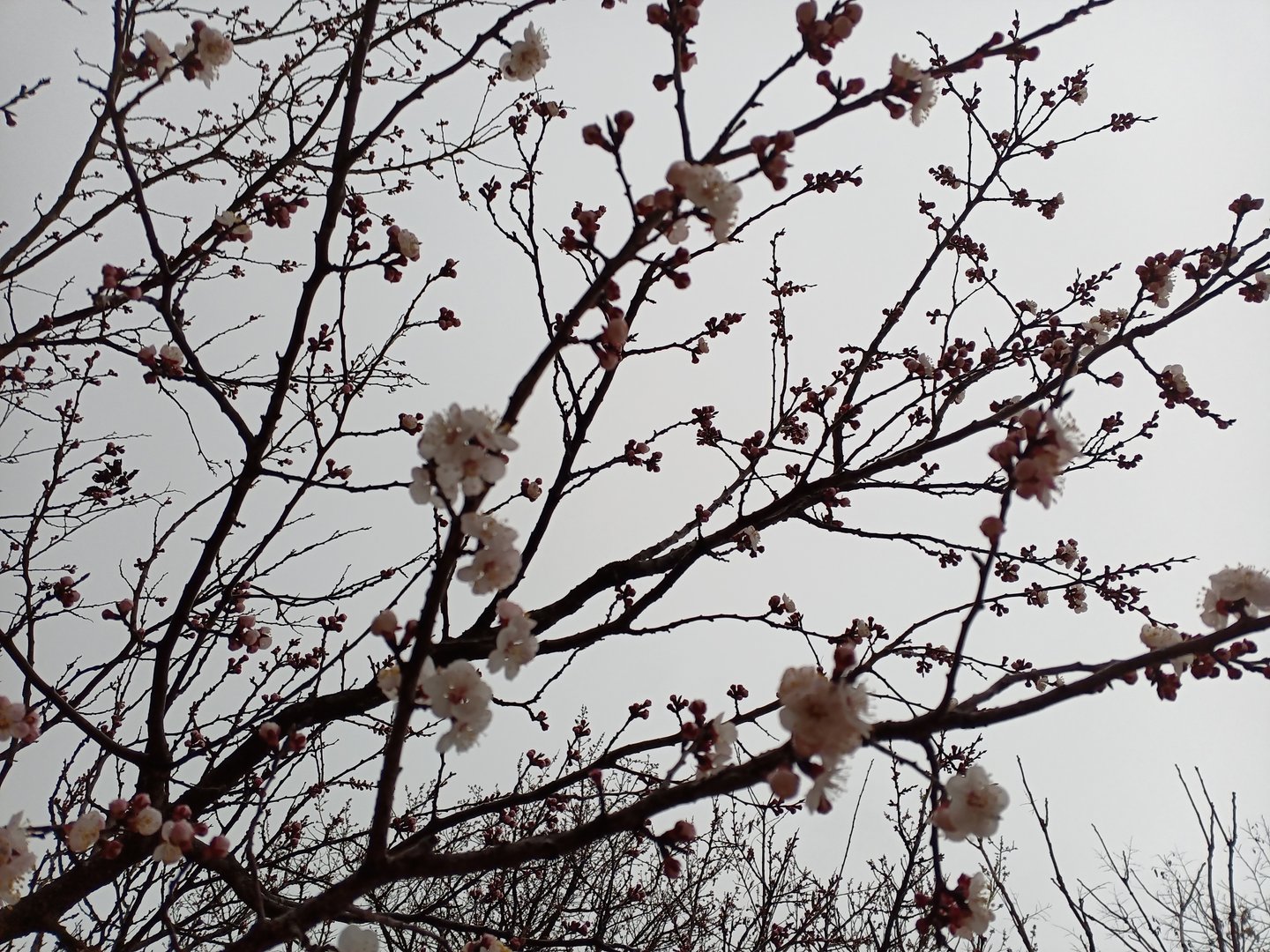 如何看待 2021 年高校毕业生预计达 909 万，再创新高？