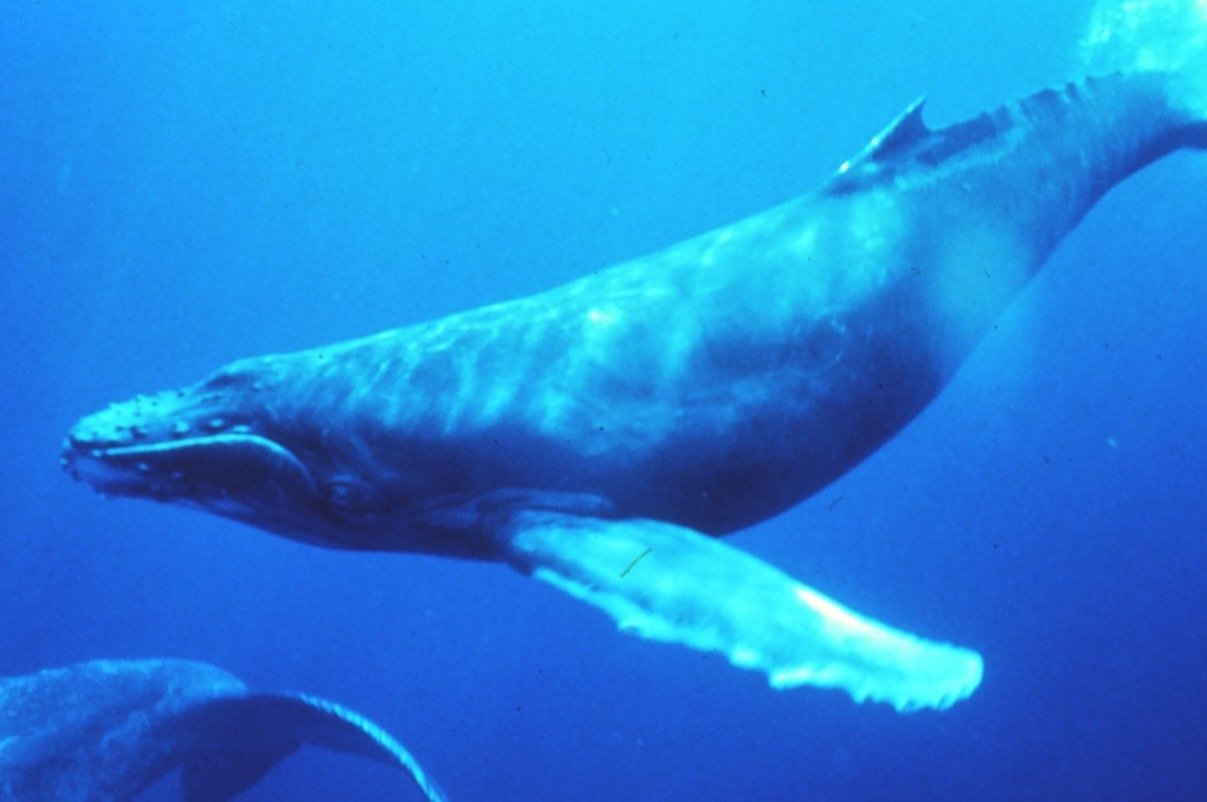 日本捕获1430吨鲸肉,日本为何总是如此大规模地捕杀鲸鱼?