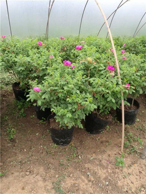 月季和玫瑰的区别在哪里？