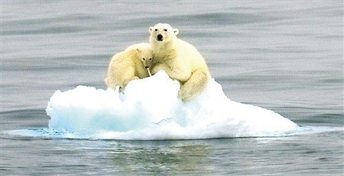 为何北极熊或将灭绝？