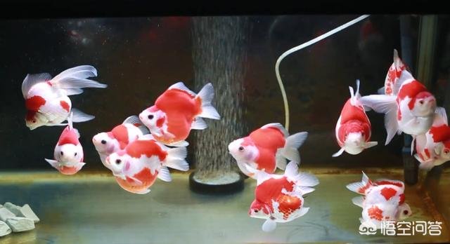 金鱼真的只有七秒钟的记忆嘛？
