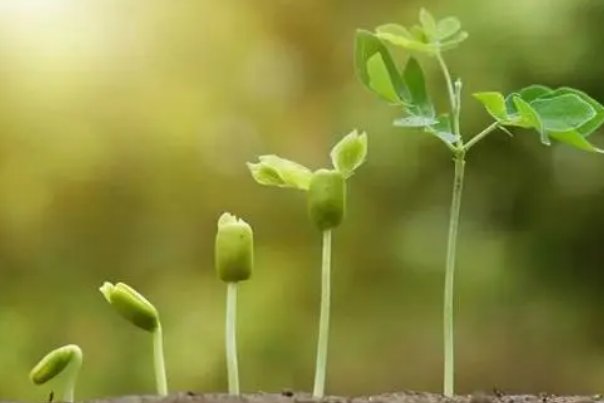 夏天的成长生字拼音组词