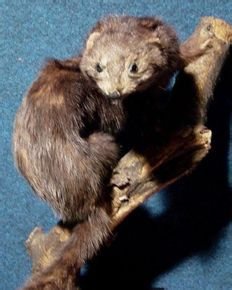 亚欧水貂的生长繁殖