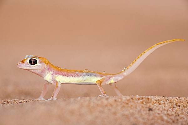 一些蜥蜴为什么会吃掉自己的尾巴？