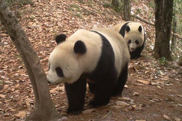panda是什么意思？