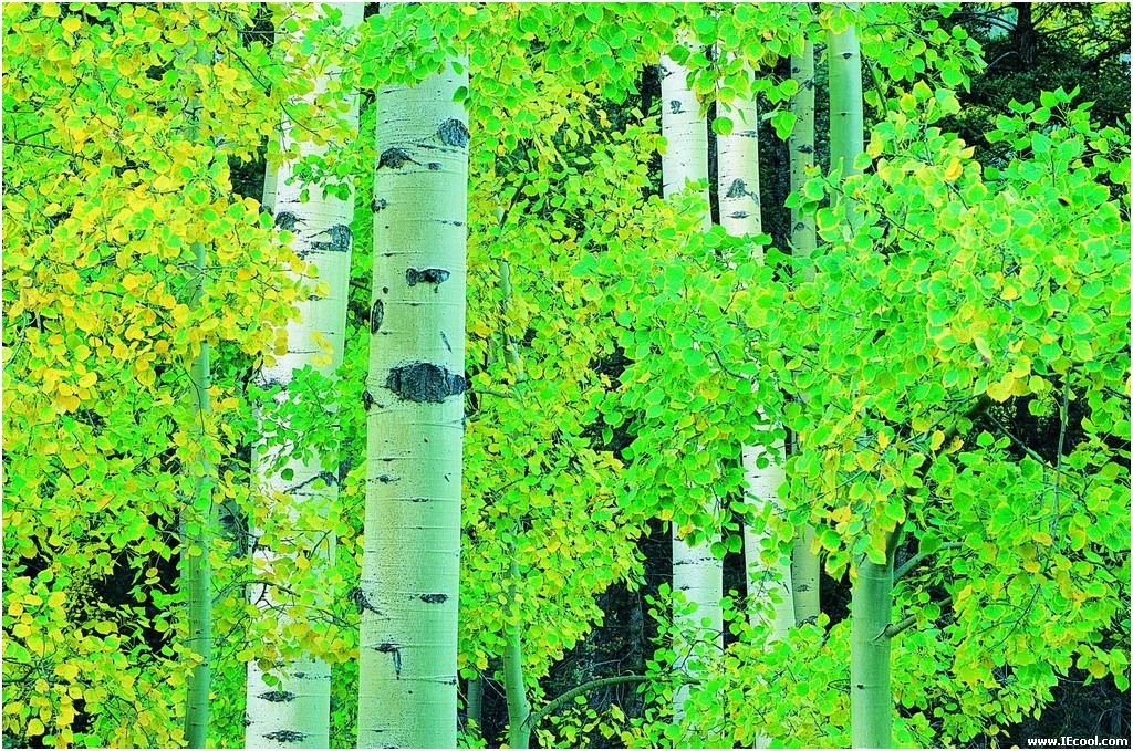 真月的森林的章节目录