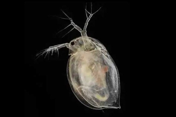 水蚤是什么动物