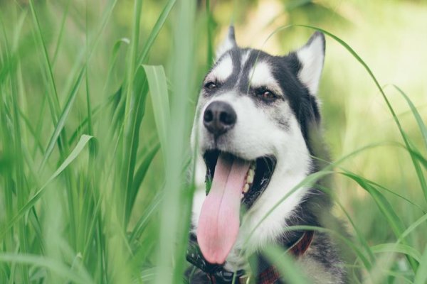 参差不齐指什么动物