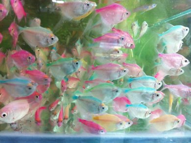 彩裙鱼能活多少年