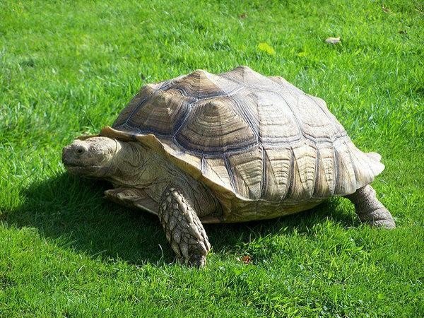 养龟穷三代什么意思