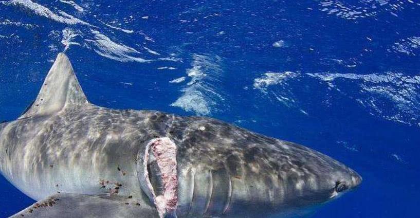 如何看待470头巨头鲸搁浅海港这件事呢？