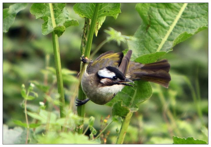 鼠鸟目的生长繁殖