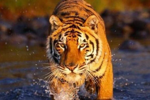 动物界十大霸主