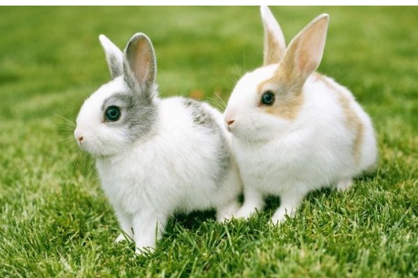 兔子是怎样跳跃的?