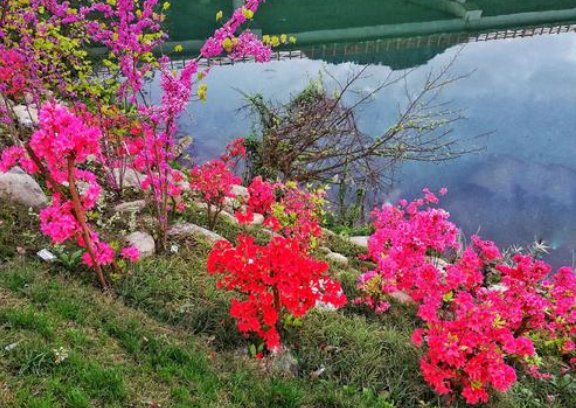 一花独放不是春下一句是？