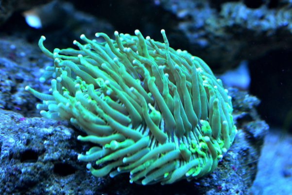 珊瑚虫的骨骼是由什么组成的?