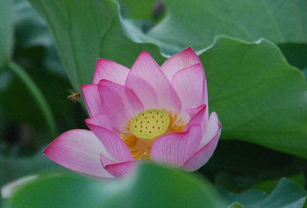 咏诗是什么意思