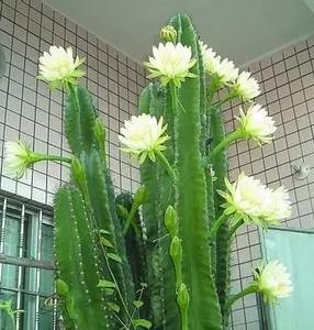 植物靠什么传播？