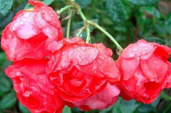 五朵花代表什么意思