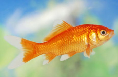 猜动物：有头无颈，有眼无眉，有尾无毛，有翅难飞。