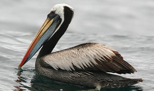 pelican是什么动物?