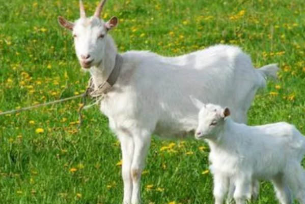 滚瓜烂熟形容哪个生肖