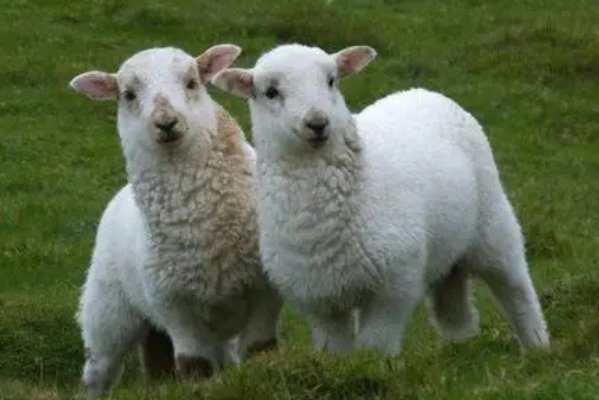 滚瓜烂熟形容哪个生肖