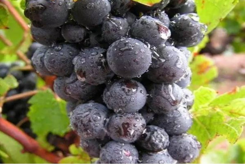 葡的拼音怎么读