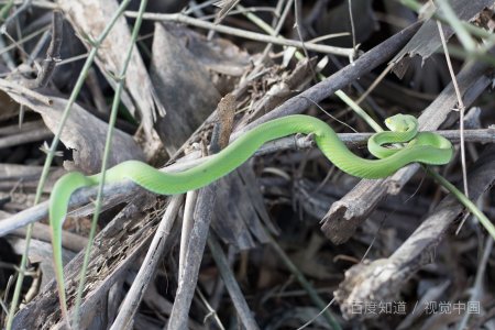 蛇的交配器在什么地方？