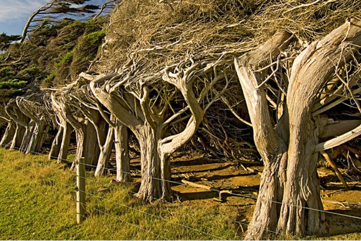 描写刮风的优美句子