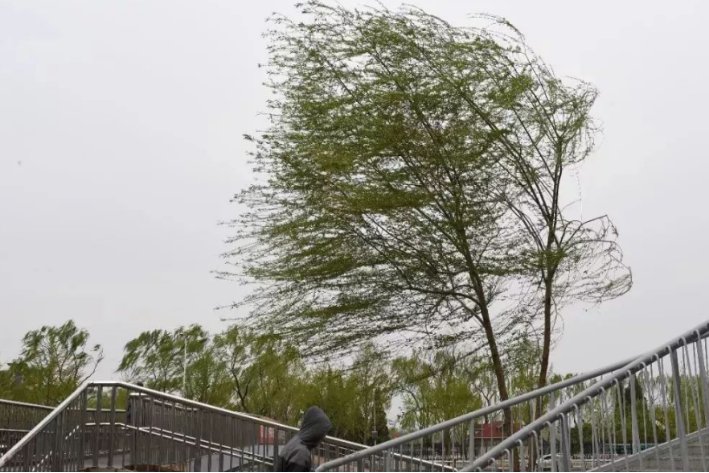 描写刮风的优美句子