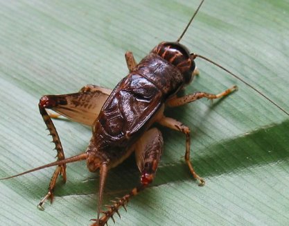 促织是什么动物