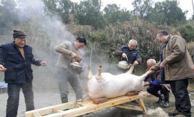 “死猪不怕开水烫”下一句是什么?