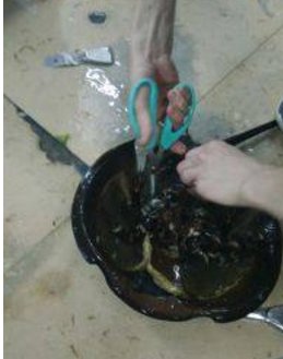 鲎应该怎样烹饪才好吃