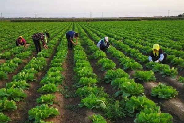 鲁迅笔下的胶菜是什么菜