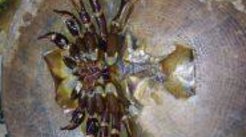 鲎应该怎样烹饪才好吃