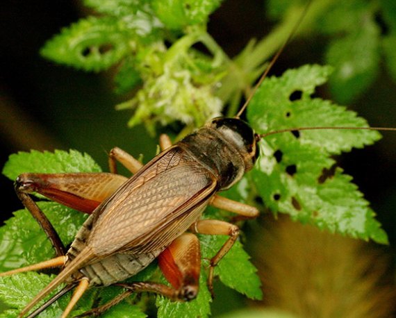 “腹语大师”是哪种蟋蟀啊？