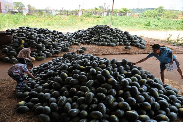 黑美人是西瓜的品种,它的产地是在什么地方?