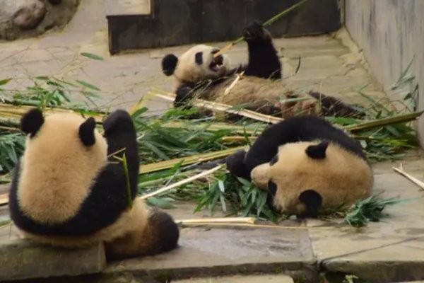 大快朵颐吃起来是什么意思？