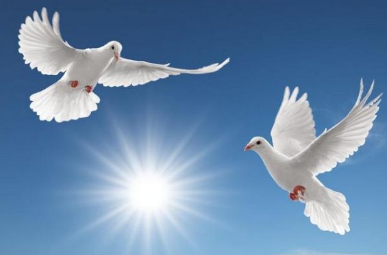 鸽子为什么这么大