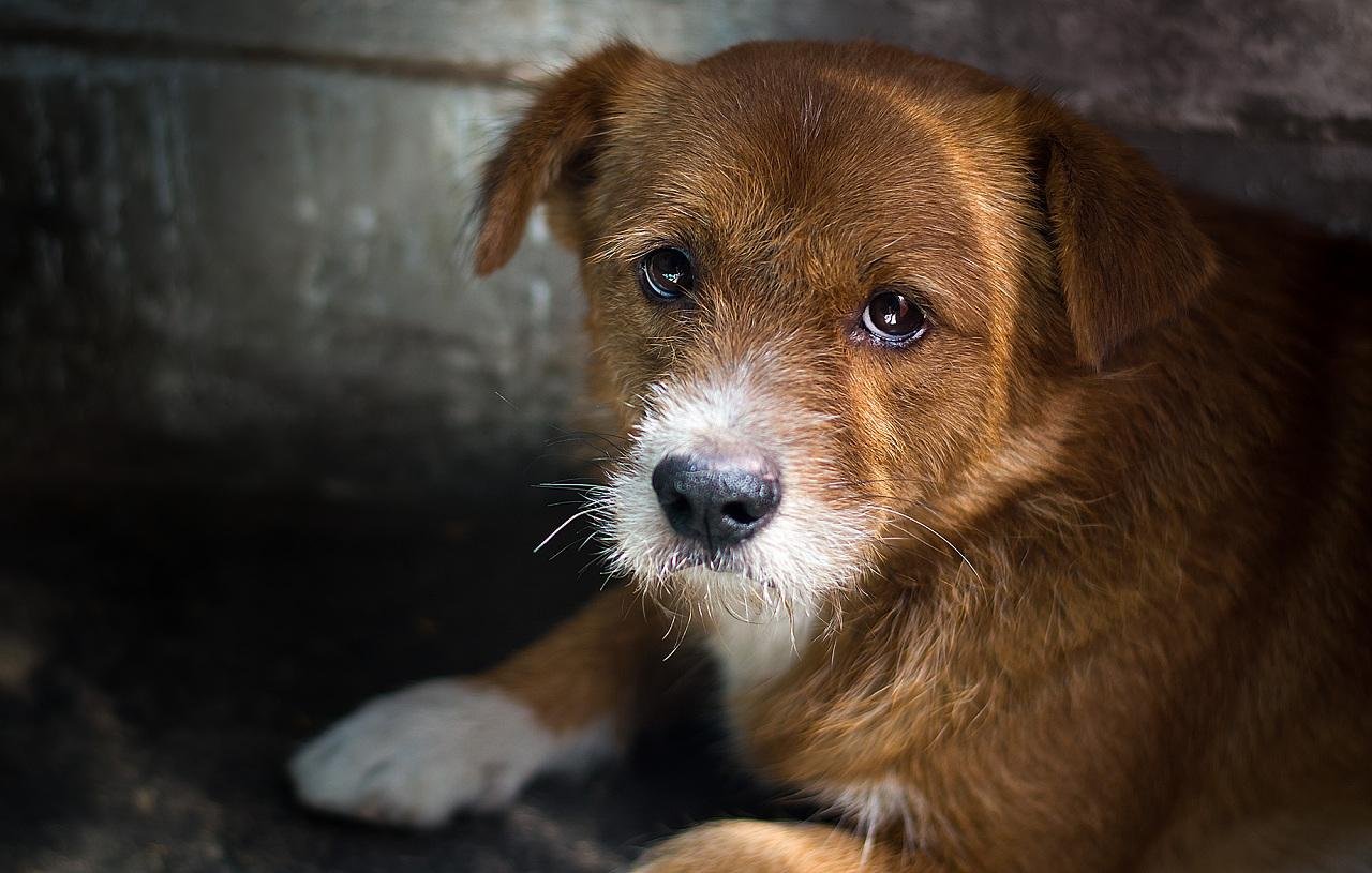 北京哪里有流浪狗救助站？电话多少？ 我想过去做义工