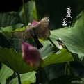 二十四节气分别是什么？