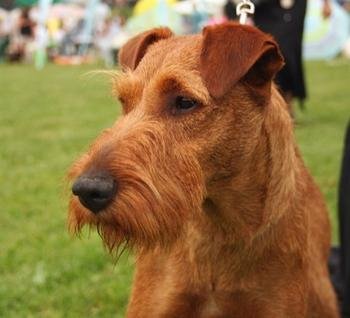 电影消防犬中的那只狗是什么品种？求解