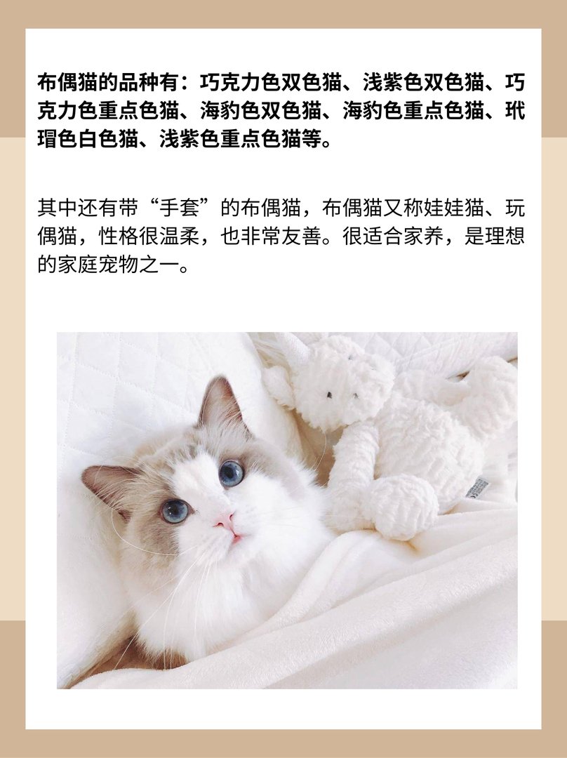 什么是重点色布偶猫?