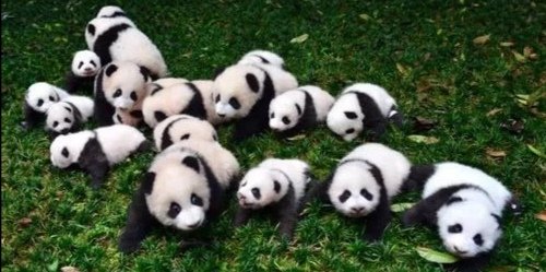 大连大熊猫跟游客击掌，大熊猫在动物园都有怎样的待遇？